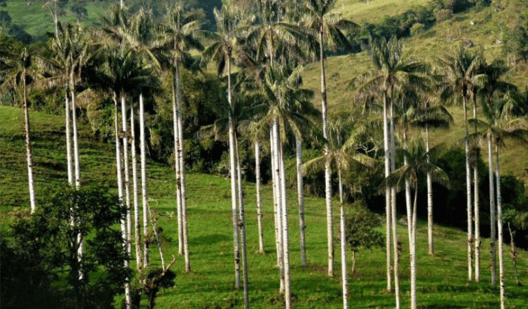 Bosque de Palmeras Taulia Molinopampa